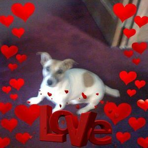 Meet your Posher, Judy